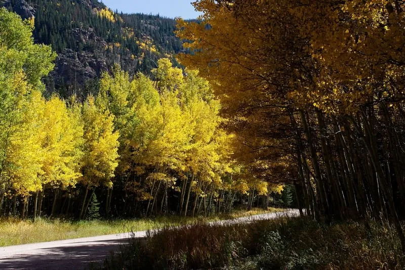 The Alpine Table: An Evening in the Aspens 2026