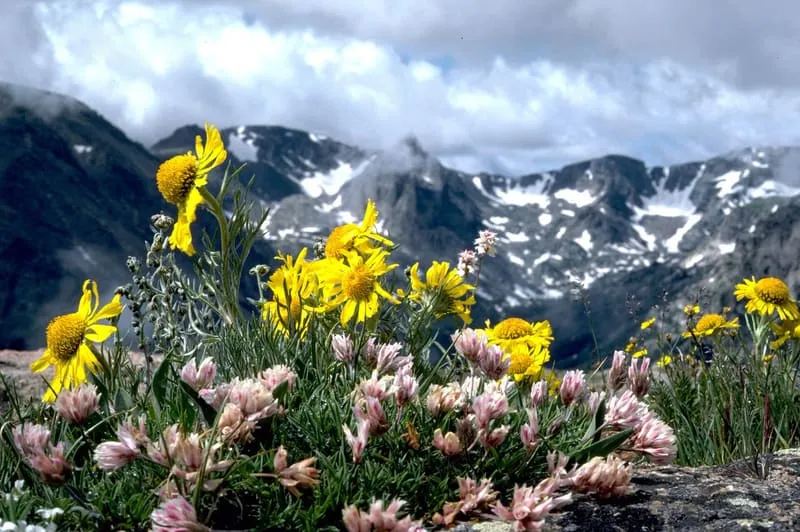 Breckenridge Wildflower Week 2026