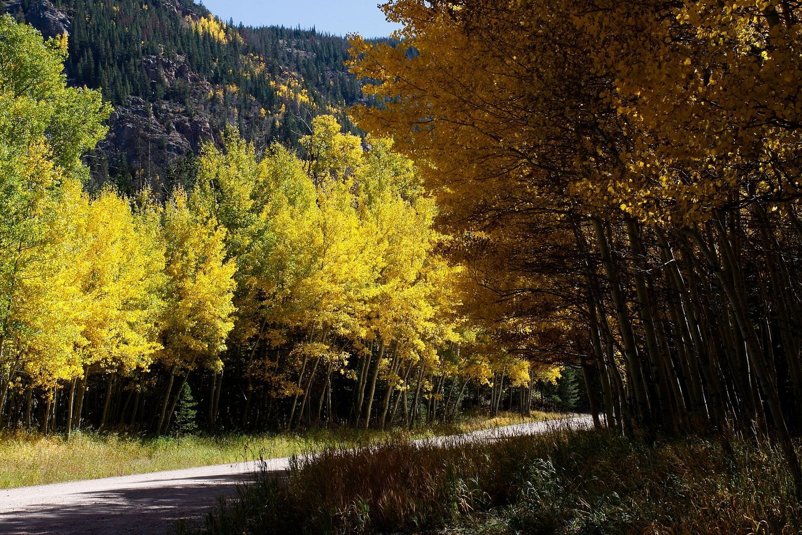 The Alpine Table set among the aspens at Beaver Creek